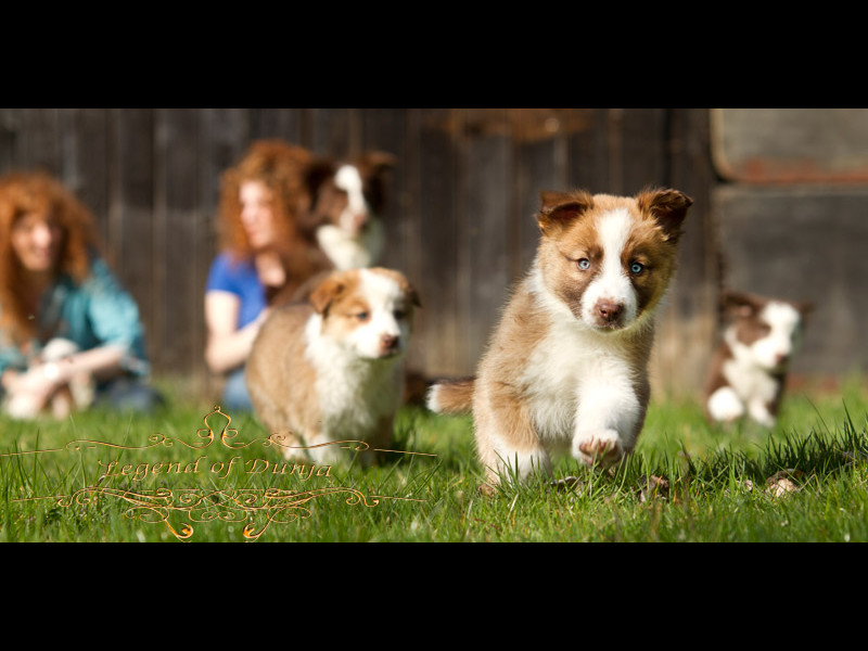 border-collie-welpen-zobel-fotograf.jpg