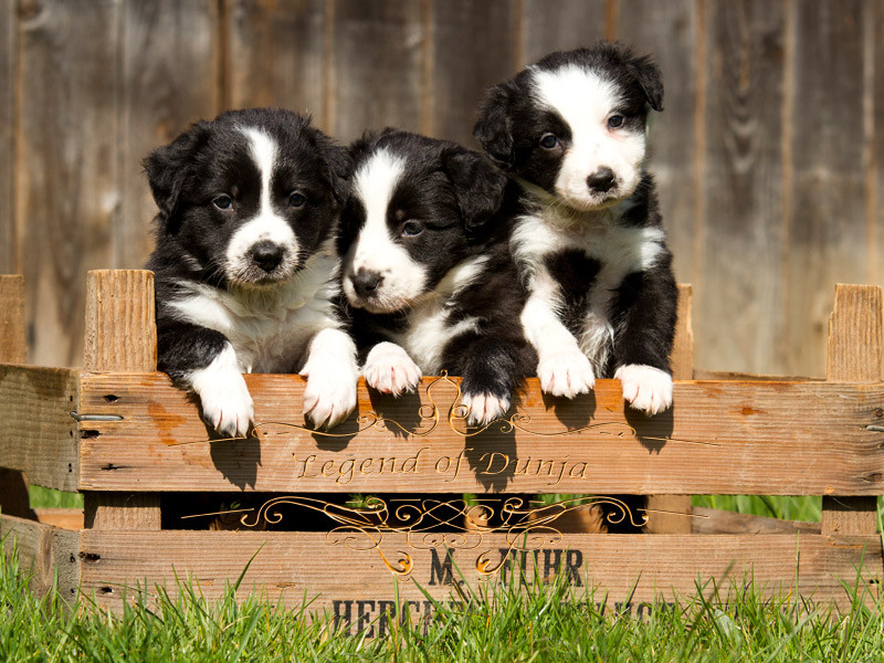 border-collies-welpen-rudel-schwarz-weiss.jpg