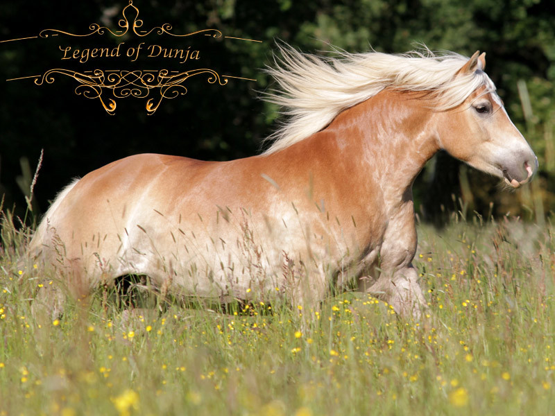 pferdebild-haflinger-legend-of-dunja.jpg