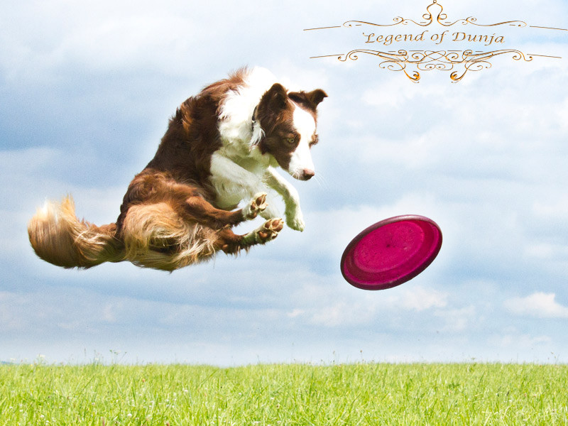 schnappschuss-border-collie-langhaar-frisbee.jpg