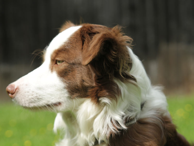 reinrassige Border Collie Huendin