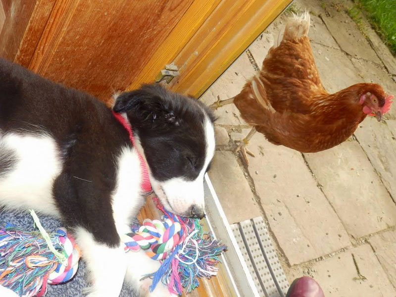 Border Collie Huhn