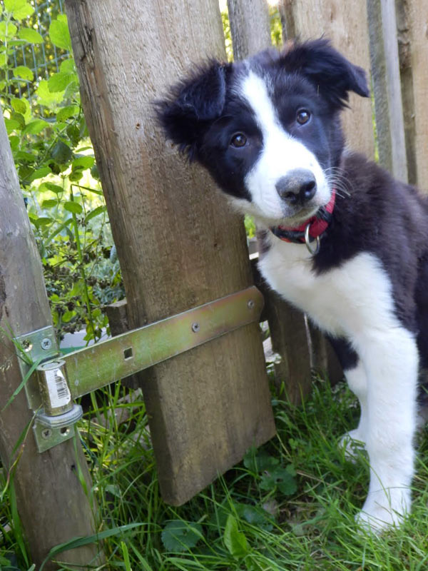 Border Collie Zaun