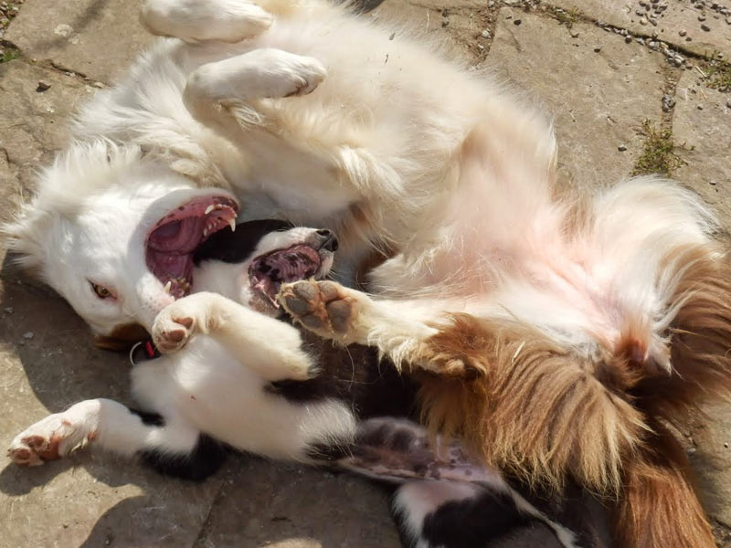 Welpenerziehung Border Collie