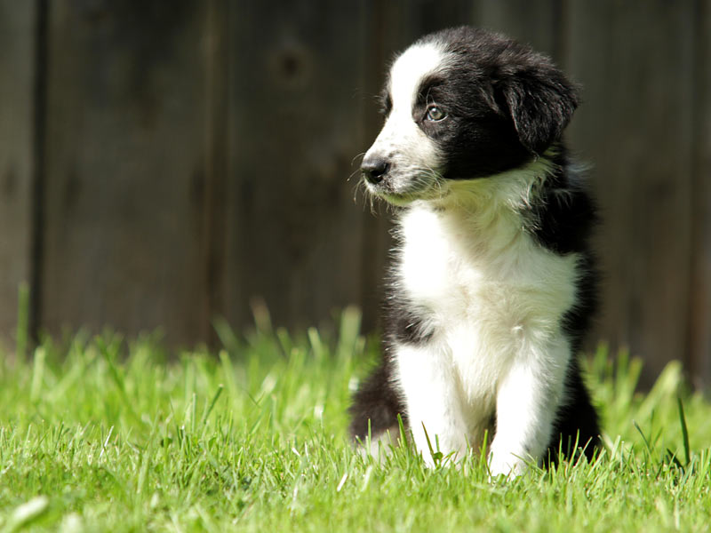 Border Collie Welpe mottled