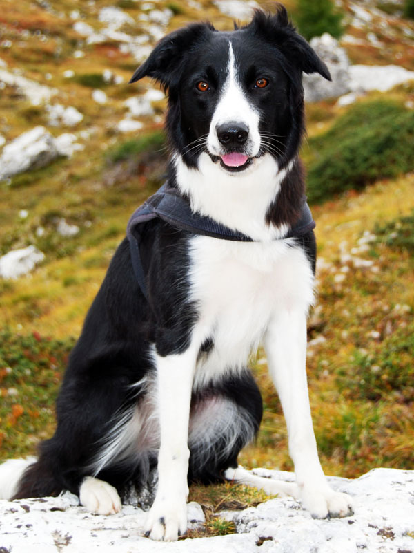 Border Collie in den Bergen