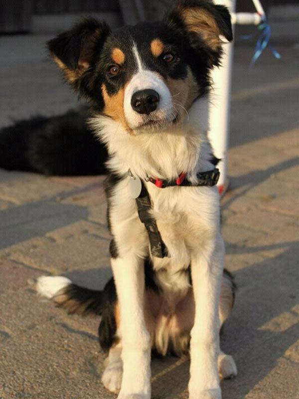 reinrassiger Collie tricolor