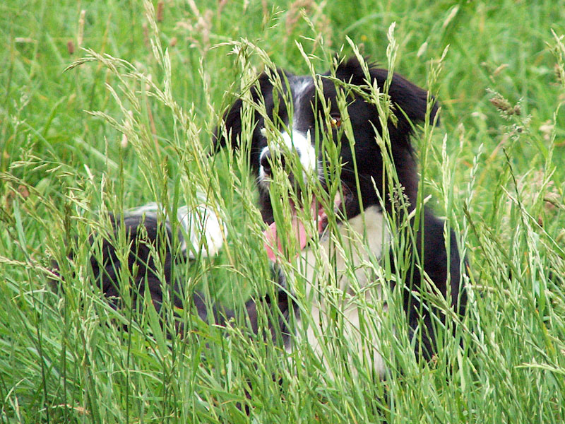 Schattenhund Border Collie