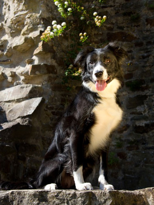 Border Collie Huendin Velvet