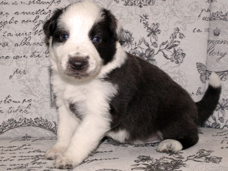 Border Collie Ohren auf