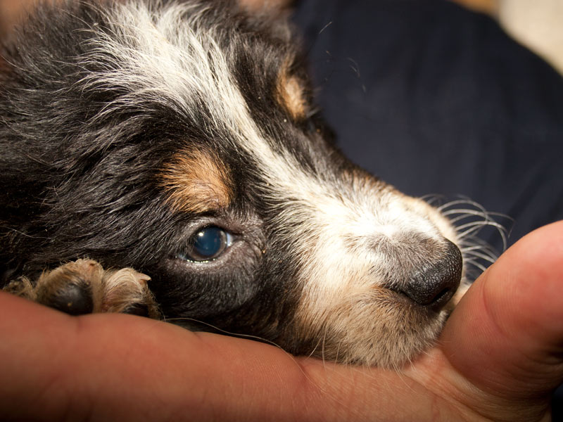 Border Collie Welpe geborgen