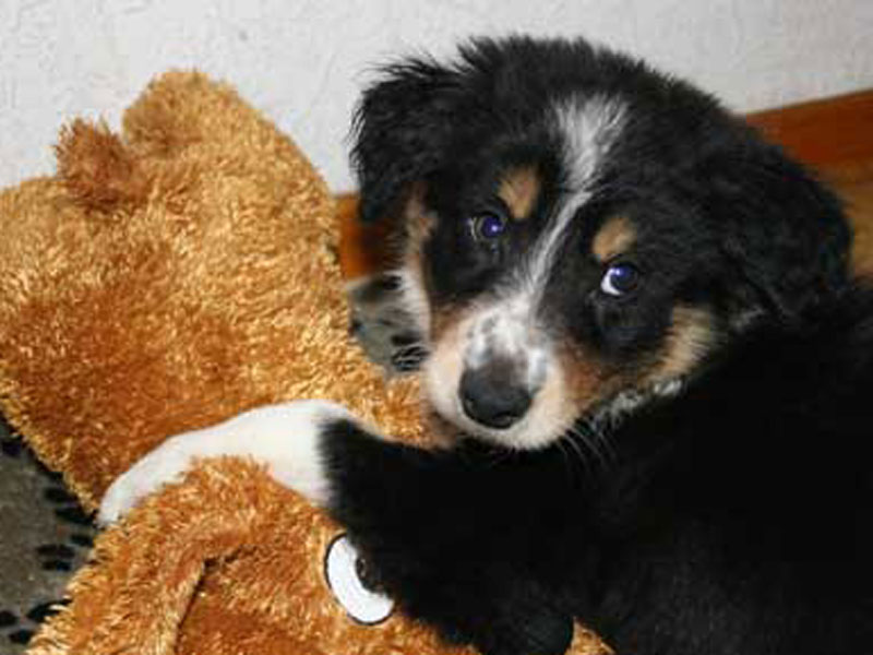 Border Collie Welpe Liebe