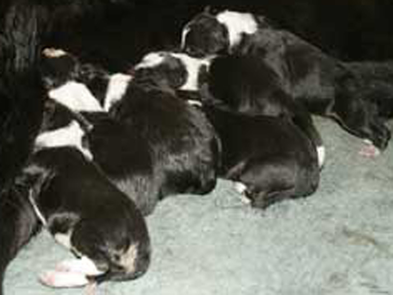 Border Collie Welpen geboren