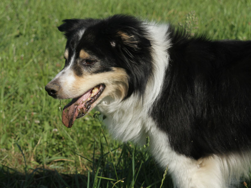 stattlicher Bordercollie Timmy