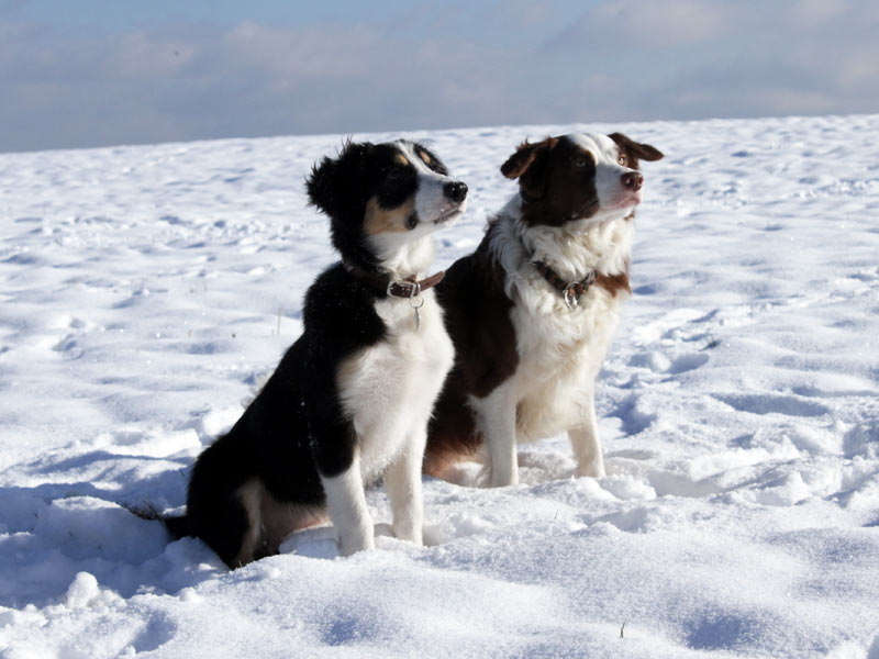 Border Collie Sitz