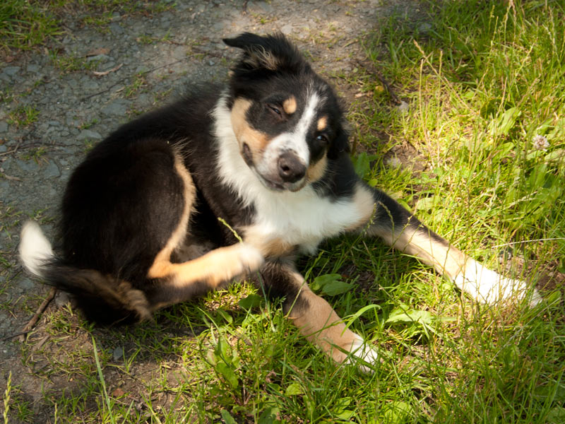 Border Collie Kurzhaar