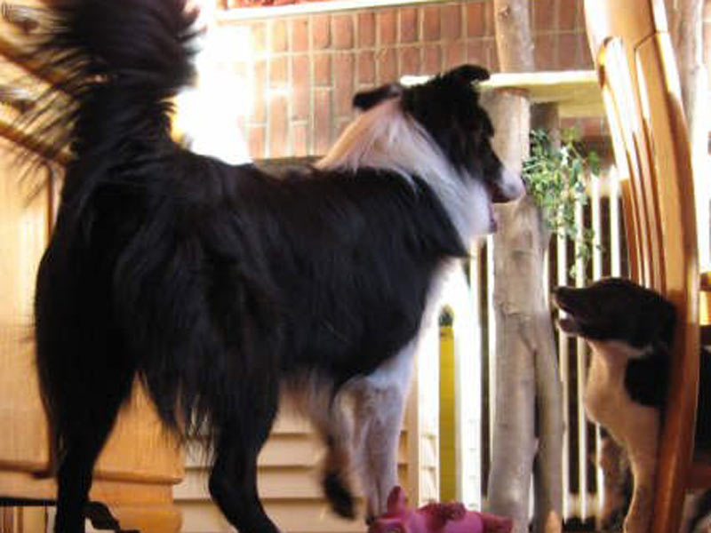 Border Collie Postbote