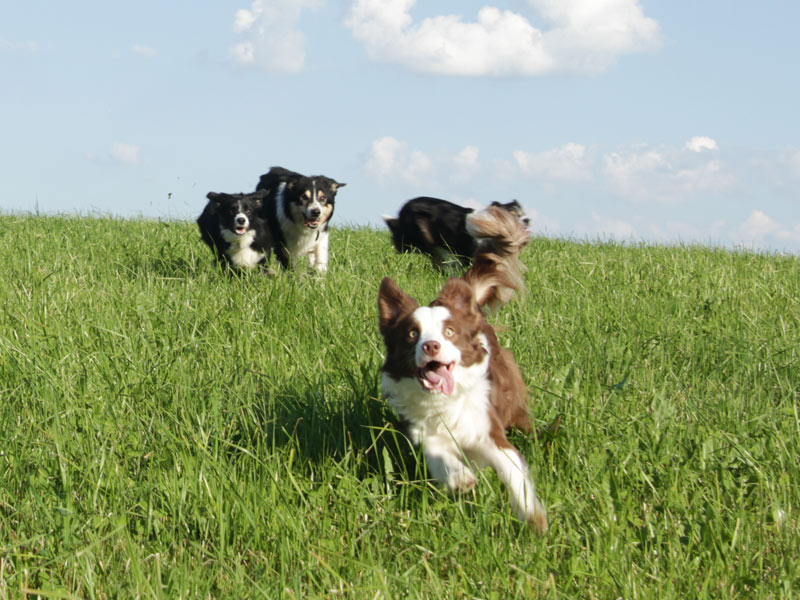 Border Collie Abruf