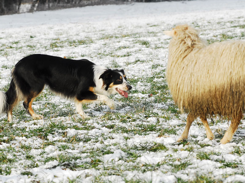 Border Collie Auge