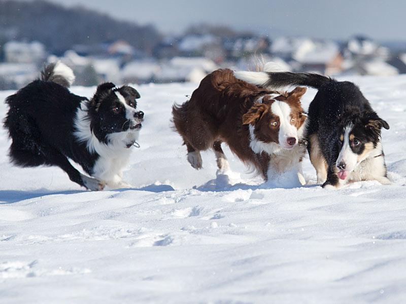 Border Collie Meute