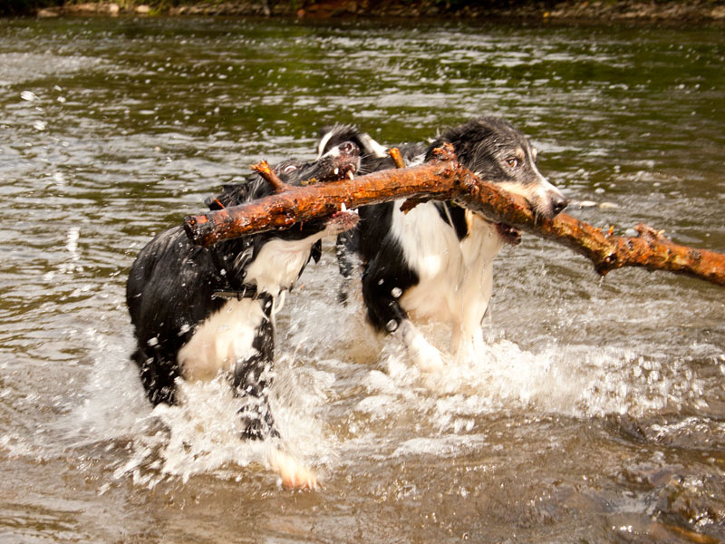 spielende Border Collies