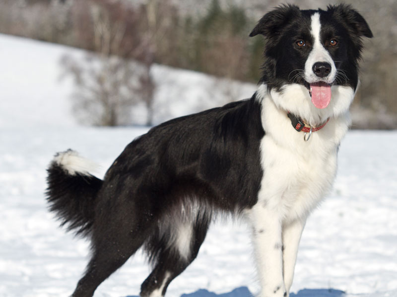 aufmersame Border Collie Hündin