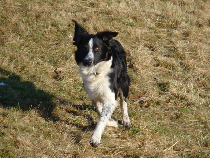 Border Collie Freilauf