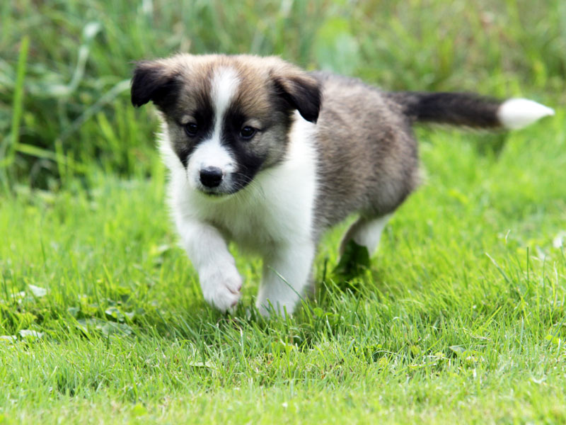 Border Collie Ruede zobel