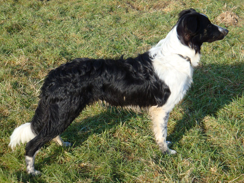 souveraener Boeswe Collie Ruede