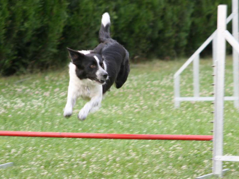 border collie agility