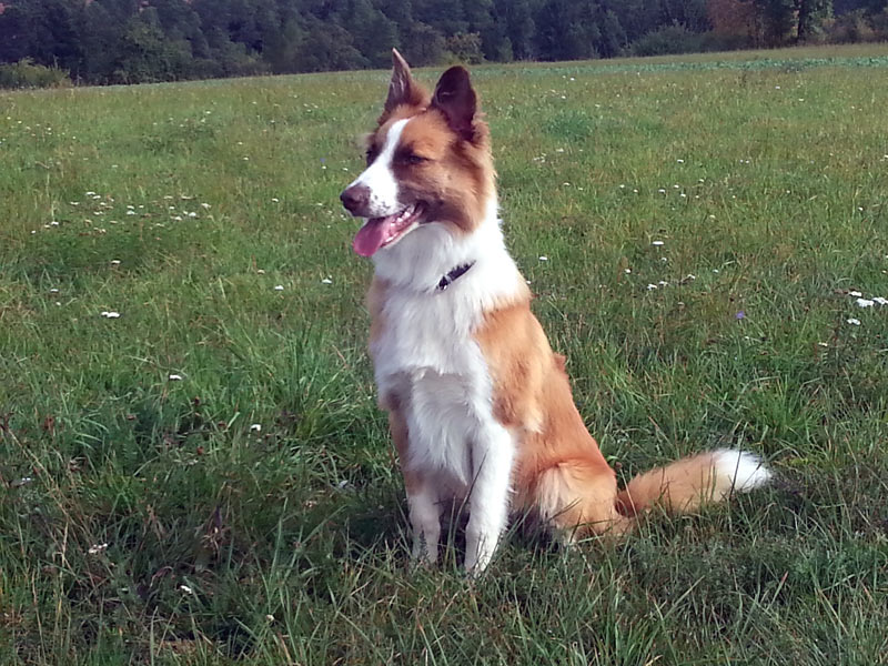 aufmerksamer Border Collie Ruede zobel