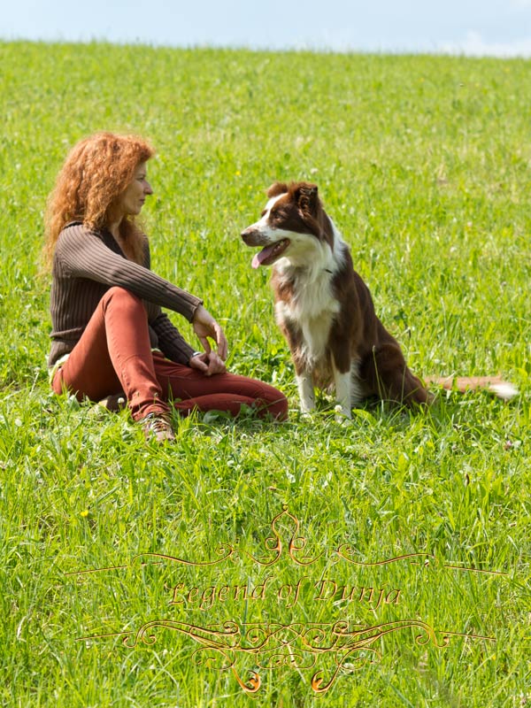 Beschaeftigung Border Collie