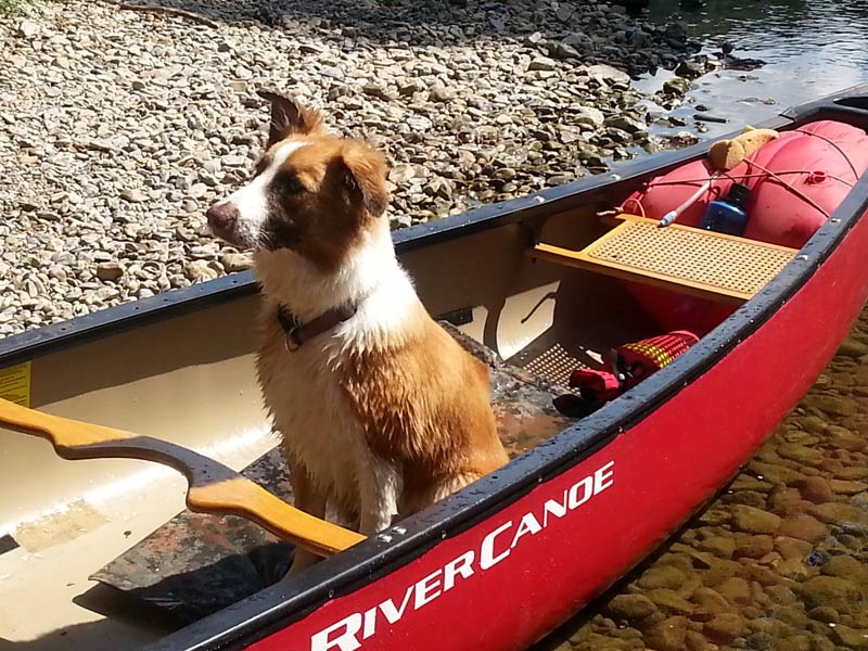 Border Collie bootfahren