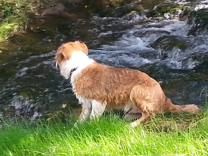 Border Collie lernt Wasser kennen