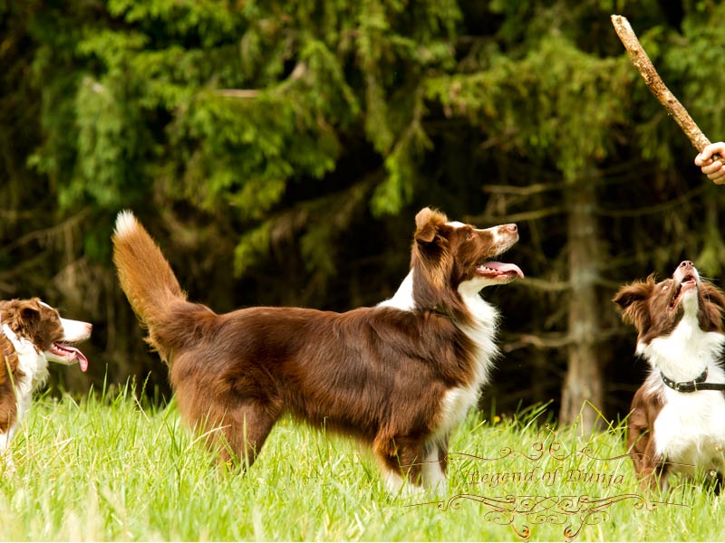 braunes Border Collie Rudel aufmerksam