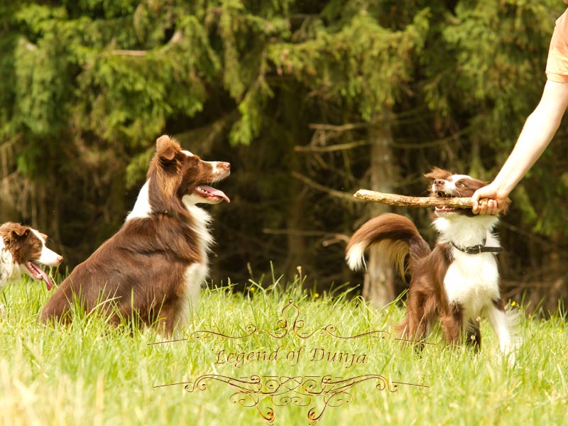 wartende Border Collies Arbeit