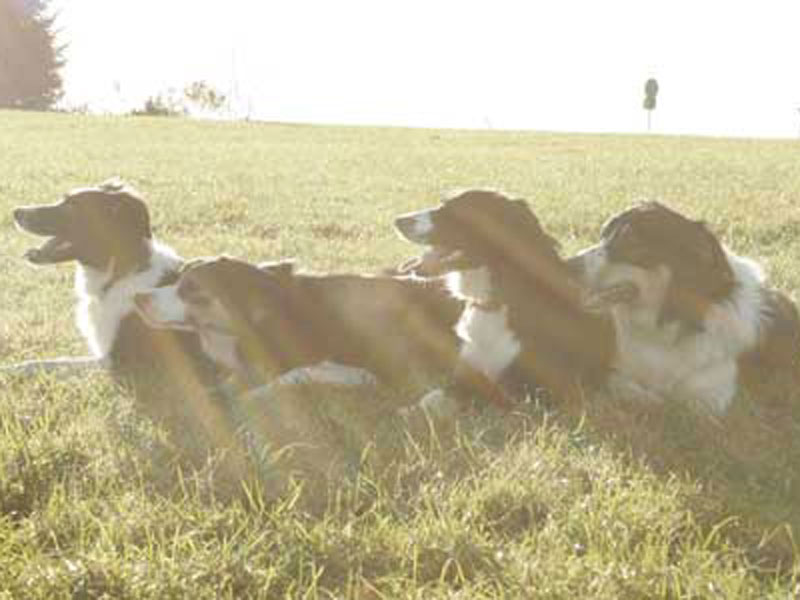 hunderudel sonne draussen