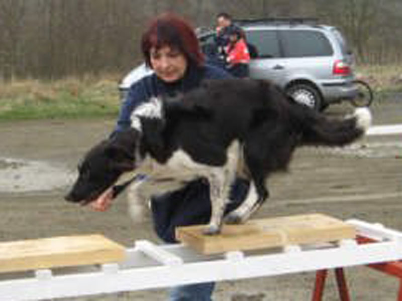 Tettungshund beim Training
