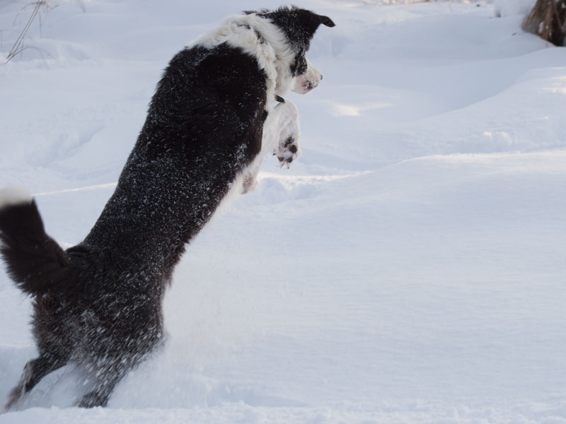 Schneeball Border Collie