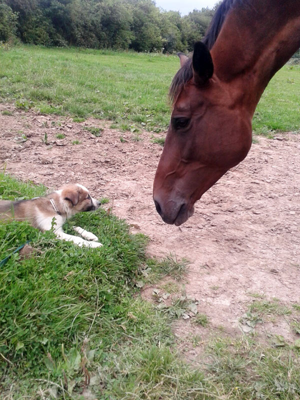 Border Collie Welpe als Familienhund