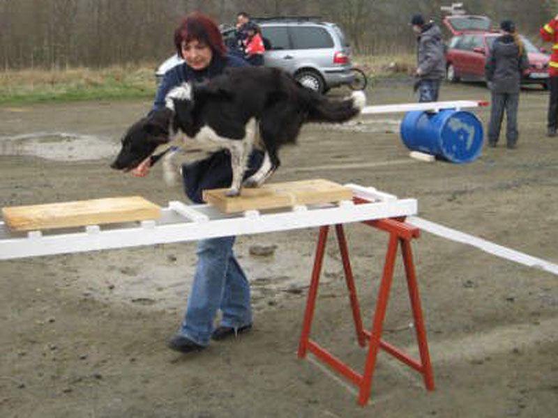 Rettungshund Border Collie