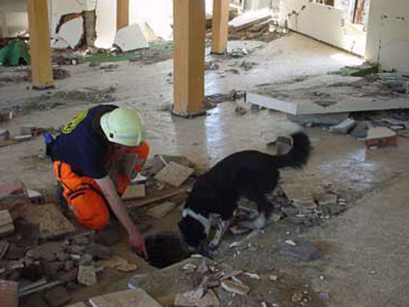 Rettungshundestaffel Border collie