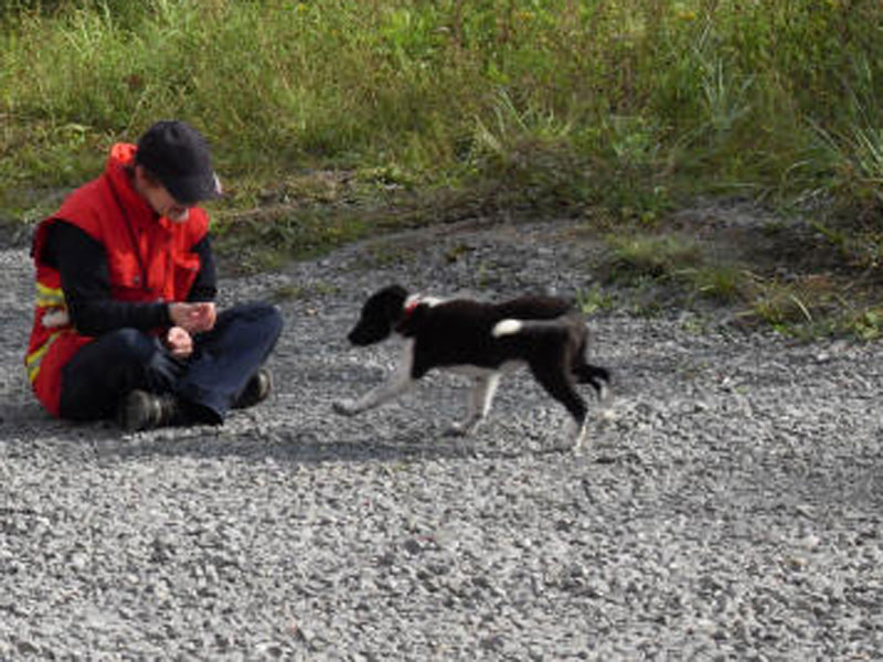 Training Flaechensuchhund Welpe
