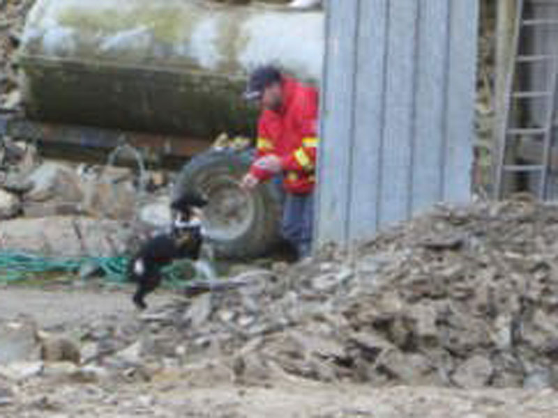 Truemmersuchhund Border Collie