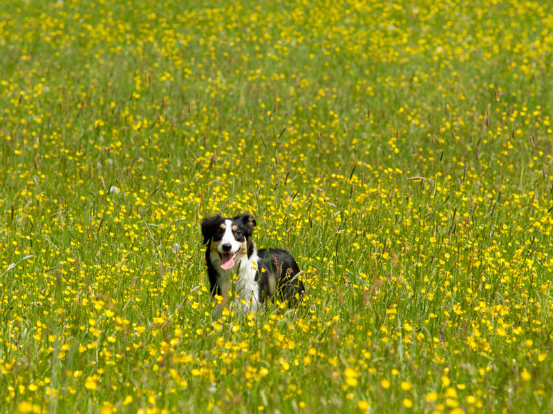 Border Collie Lebensfreude