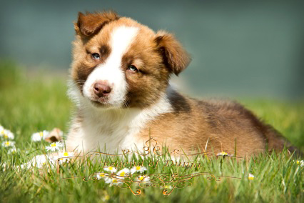 border collie welpe zobel