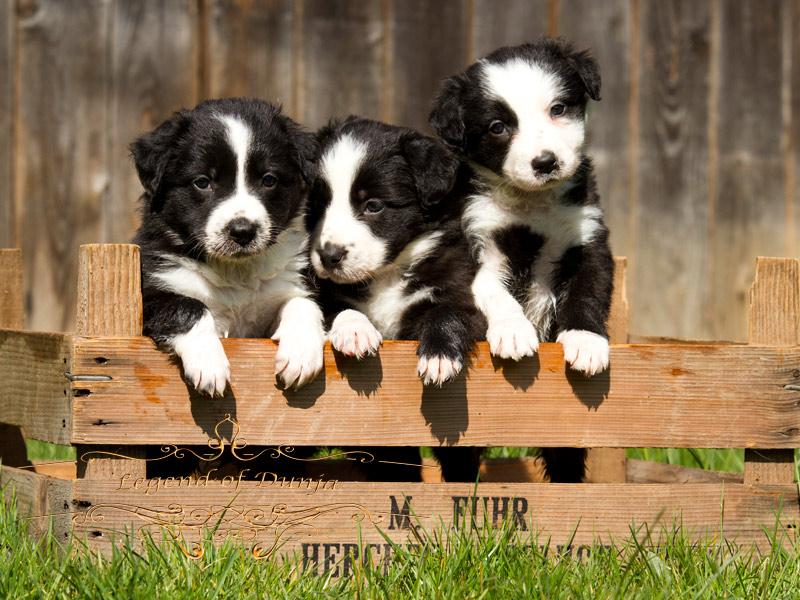 border collie welpen zu verschenken