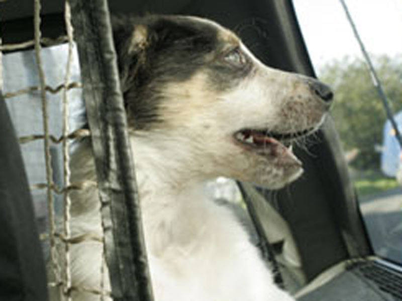 border collie autofahren