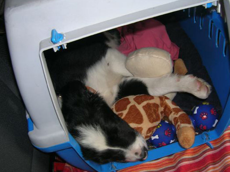 border collie welpe in box