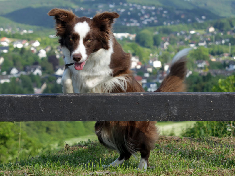 agile border collie huendin